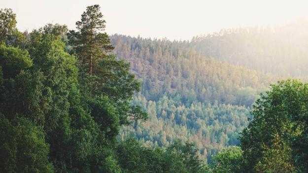 Kraftigt stigande pris på skogsmark när Ludvig & Co summerar 2020 års försäljningar.