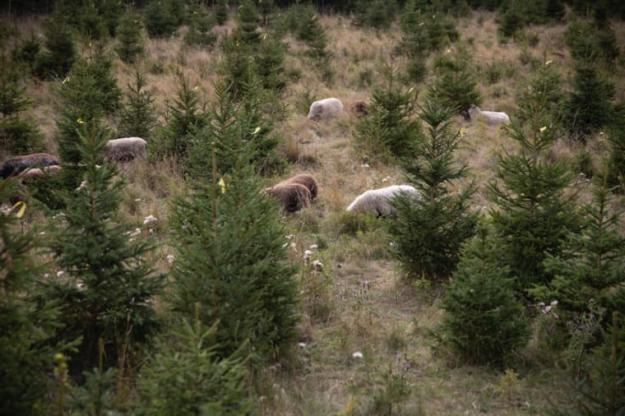Plantagens KRAV-märkta julgranar odlas i de småländska skogarna där fåren hjälper till med skötseln.