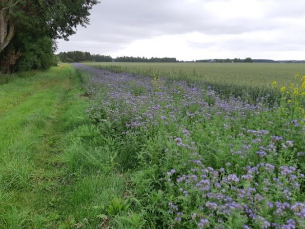 Honungsört ger både föda och skydd åt rapphöns och fasaner och där trivs en mångfald av insekter.