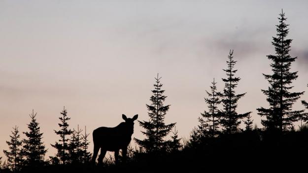 &Auml;lg i ungskog.