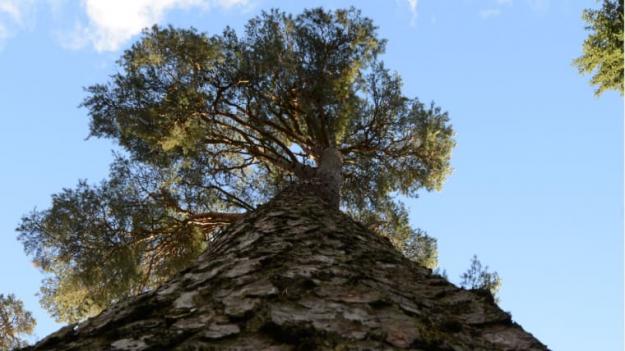 Skogen är den viktigaste komponenten i Sveriges strävan att motverka växthuseffekten, och en högre virkesproduktion ökar klimatnyttan. Det visar en rapport som sammanfattar kunskapsläget och undersökt skogsbrukets klimatpåverkan.