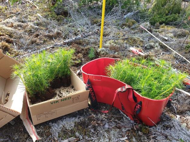 Med ett varmare klimat ökar risken för svampangrepp på plantskolor. I ett samarbete mellan Svenska Skogsplantor och SLU pågår nu forskning för att hitta alternativ till kemiska bekämpningsmetoder för att undvika att skador från svampangrepp ökar i framtiden.