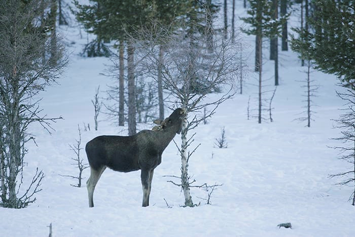 I Skandinavien har vargen ingen eller mycket begränsad inverkan på täthet av älgar, betesskador på tall och på mångfalden av lövträd.