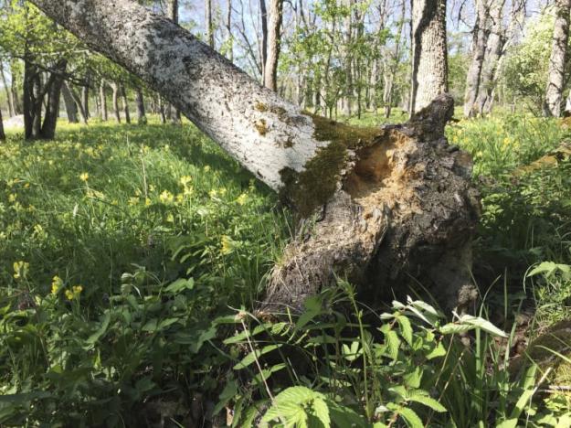 Ask Fraxinus excelsior är klassad som Starkt hotad (EN) på Rödlistan. På bilden syns en ask som drabbats av askskottsjukan.