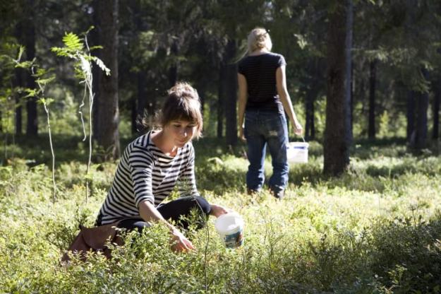 Forskarlaget studerar sex olika ekosystemstjänster i skog, däribland förekomst av blåbär.