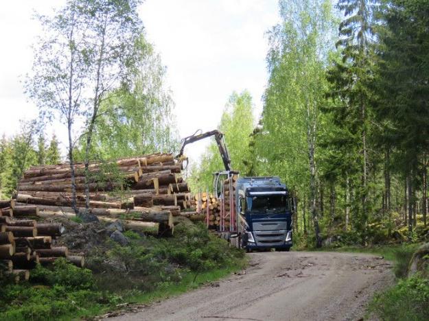 Nu har regeringen fattat beslut om en tillfällig regellättnad för att skogsbruket snabbare ska kunna utöka lagringen av timmer.
