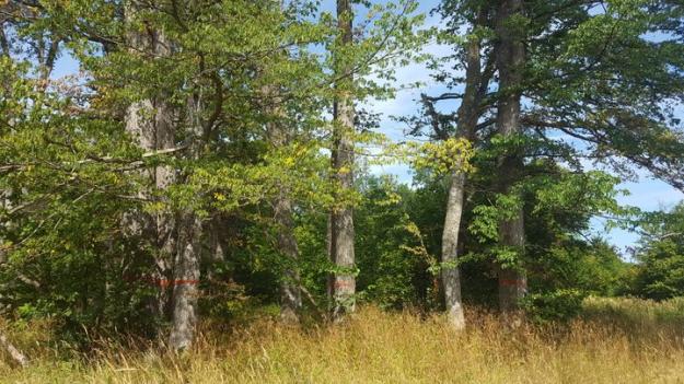 En fortsatt bekämpning av almsjuka är en förutsättning för att almarna inte ska dö ut på Gotland.