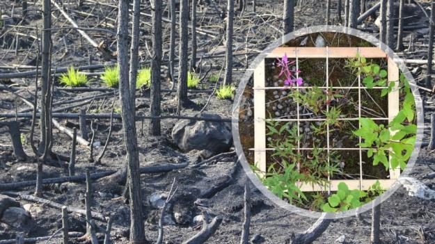 Bara några veckor efter branden i Västmanland började de första växterna återvända. Vegetationen har studerats i provrutor på hyggen i området.