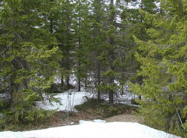 Granskog i Flakaliden.