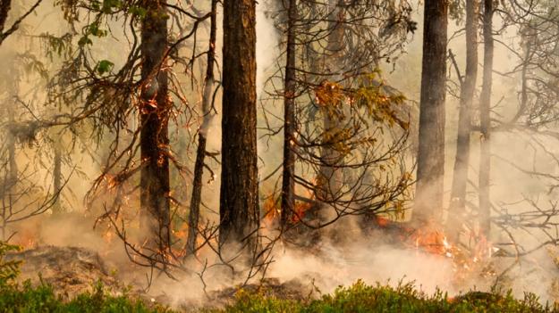 Naturvårdsbränning nära Storuman våren 2020.