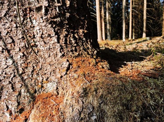 Brunt borrmjöl längst ner vid stammen är ett tidigt tecken på angrepp av granbarkborre.