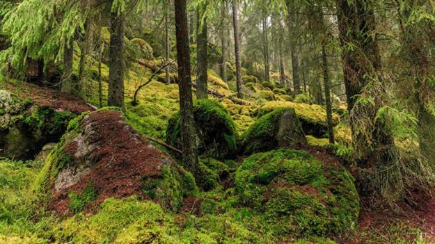 Naturskog börjar bli sällsynt i Sverige.