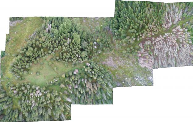 Enskilda träd eller områden angripna av granbarkborre går lätt att hitta i Rapid Drone Maps sammanhängande bilder.