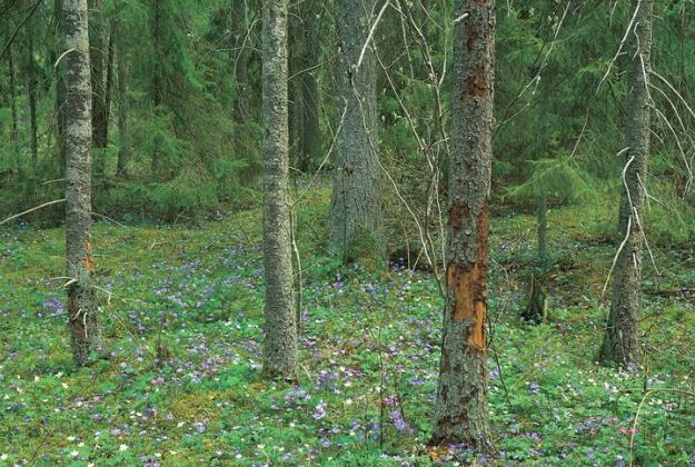 Skogsstyrelsen kan nu åter bilda områdesskydd och sköta skyddade områden.