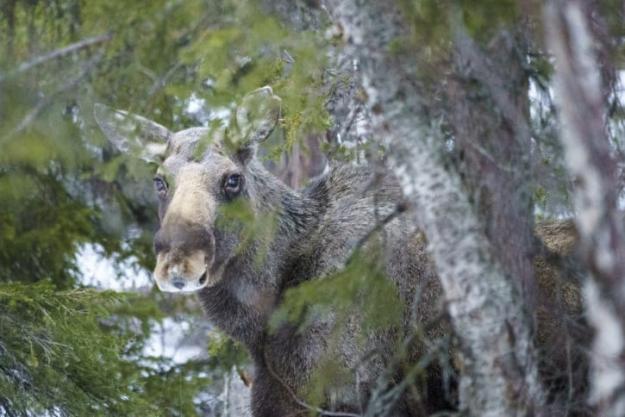 Länsstyrelsen i Dalarnas län har antagit en ny klövviltsplan för länet.