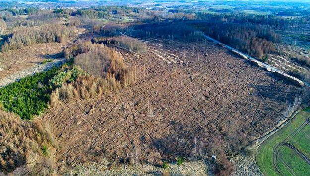 Död skog efter att ha angripits av granbarkborrar.
