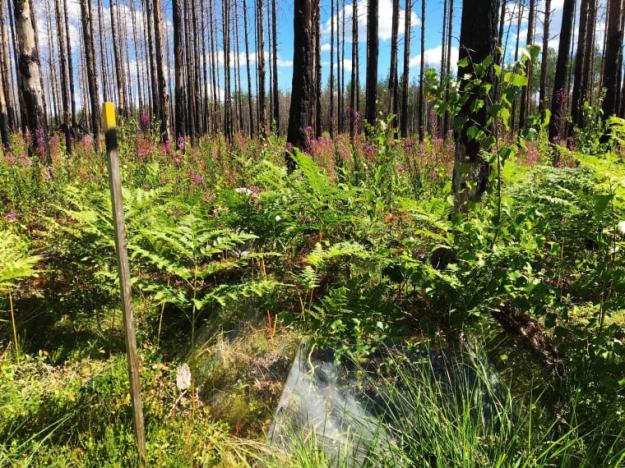 Markvegetationen återhämtar sig relativt snabbt efter branden. Knappt fyra år senare - juli 2018 - har växter som mjölkört, örnbräken, piprör och vårtbjörk koloniserat den brända marken.