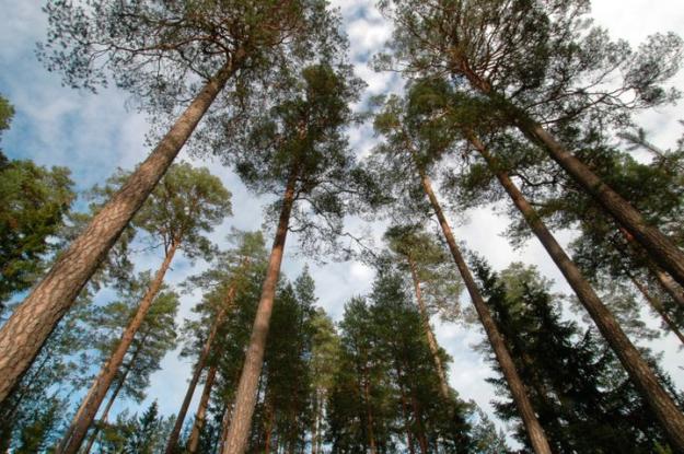 Härnösands stift förvaltar 94 214 hektar mark, varav 69 881 hektar är produktiv skogsmark.