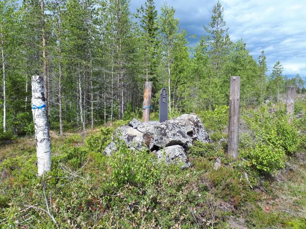 Kulturstubbar fungerar bra som markering för lämningar i skogen, här en milsten.