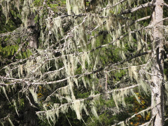 Ljusa hänglavar (garnlav, Alectoria sarmentosa) på gran i norra Sverige.