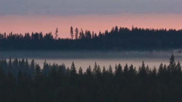 Skogslandskap i Finland.