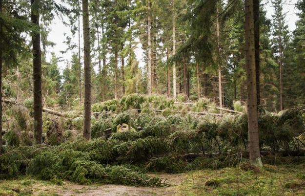 Stormfällda granar.