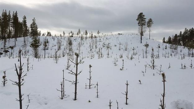 Betesskador från älg.