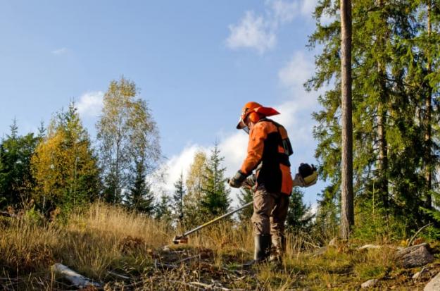 Körkort för röjsåg är en av meriterna som eftersöks av skogsnäringen.
