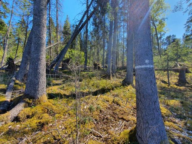 Biotopskydd med angrepp av granbarkborre.