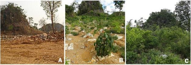 Exempel på framgångsrik trädplantering i Lampangprovinsen i Thailand. <span><span><span>Foto: Siam Cement och S. Elliott, Forest Restoration Research Unit, Chiang Mai University.</span></span></span>