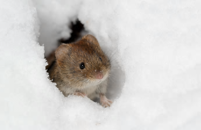 Sorkfeber sprids från skogssorkar till människor. Finns det bara skogssorkar i ett område är risken stor att smittan får spridning, men finns också andra arter i området så bromsas spridningen.