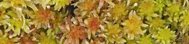 Vitmossor är ofta färgrika. Här ett skott av tallvitmossa, Sphagnum capillifolium.