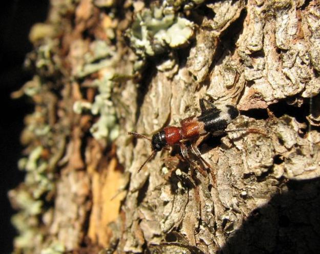 Myrbaggen äter både vuxna granbarkborrar och larver.