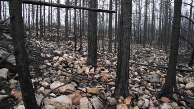 Med branden i Hälleskogsbrännan försvann nästan all organisk jord vilket gav stora kolutsläpp till atmosfären. Så här kunde det se ut tre månader efter branden.