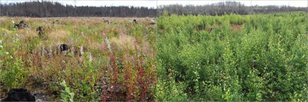 Vegetationen återvände snabbt efter Västmanlandsbranden: 2016 till vänster, 2019 till höger.