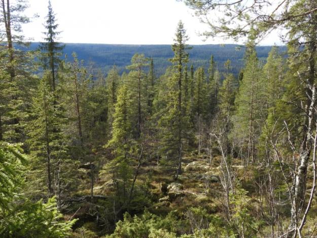 Naturskogarna i fjällområdet är det största intakta skogslandskap som fortfarande finns kvar i Europa.