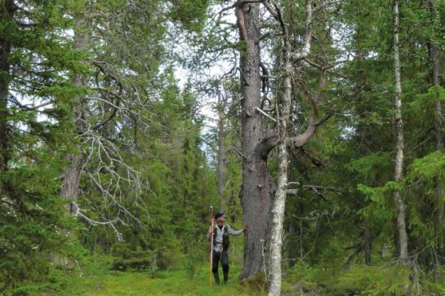 Tolv procent av skogsmarksarealen utgörs av skog äldre än 140 år och arealandelen i åldersklassen 81-120 år har sedan mitten av 1970-talet nästan halverats.