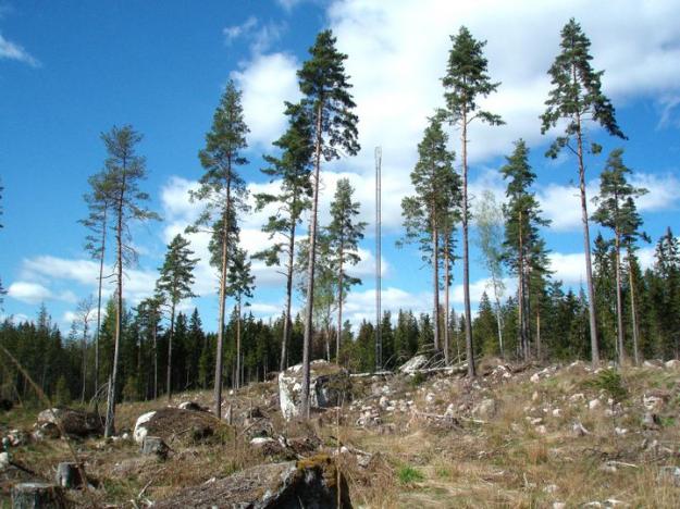 Skogsstyrelsen har uppmärksammat och korrigerat felaktig statistik när det gäller skattningar av hur mycket träd, högstubbar och lågor som skogsägaren lämnar på det avverkade området.