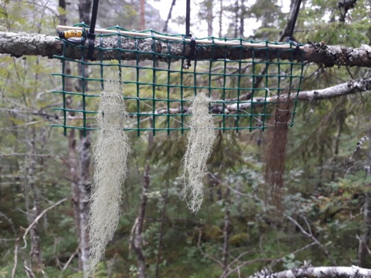 Plastnät med transplanterade hänglavar på grangren. Från vänster: garnlav, skägglav och manlav.