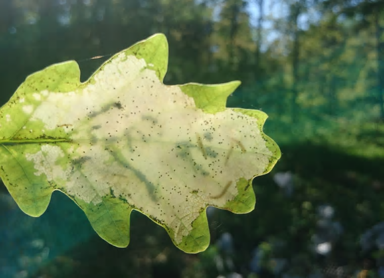 Larver av snedstreckad ekstyltmal ätandes inuti ett ekblad (fyra larver synliga i högra delen av bilden).