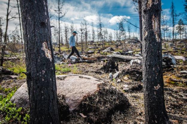 <span>Karl Tiger, skogsvårdsledare på Sveaskog, besöker den 104 hektar stora skogen, som för två år sedan brann utanför &Auml;lvsbyn. Genom täcket av brandskadad skog i det brandhärjade området på Lapmoberget, utanför &Auml;lvsbyn i Norrbotten, växer de gröna tallplantorna upp genom den fortfarande sotade marken. </span>