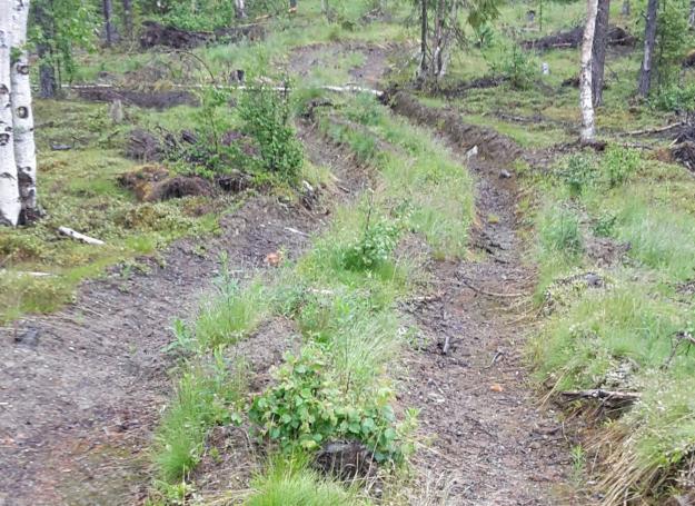 En skogsväg som dragits över en fornlämning.