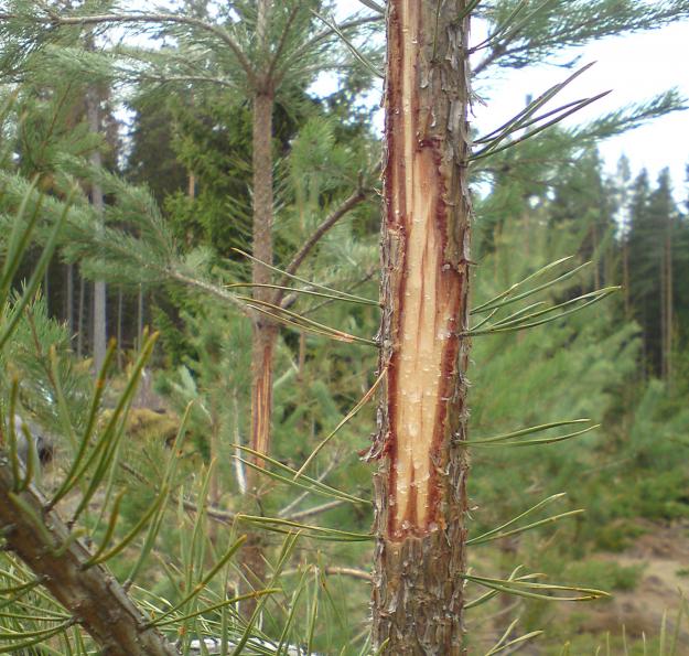 Färskt barkgnag av hjortdjur på tall.