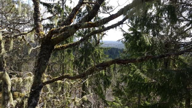 Snappan. Nytt naturreservat i södra Dalsland.