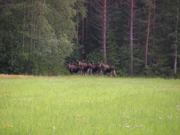 Tolv procent av tallstammarna skadas årligen av älg och andra hjortdjur i Svealand och Gävleborgs län.