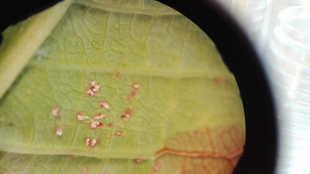 Häggbladen infekteras av aecidiesporerna.