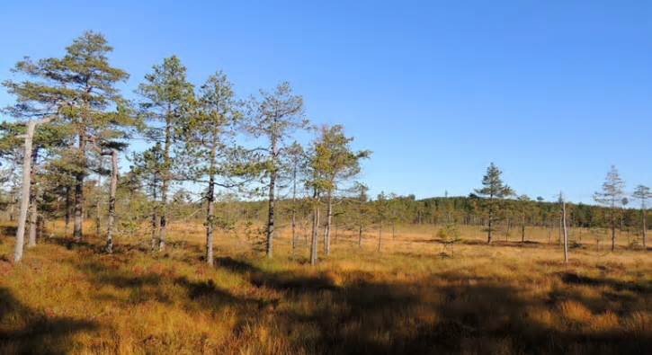 Spjärshällen, ett av de tre nya naturreservaten i Dalarna.