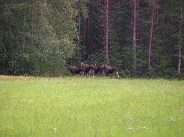 Betesskadorna på ungtall ligger ännu på en nivå om 12 procent i de fyra nordligaste länen.