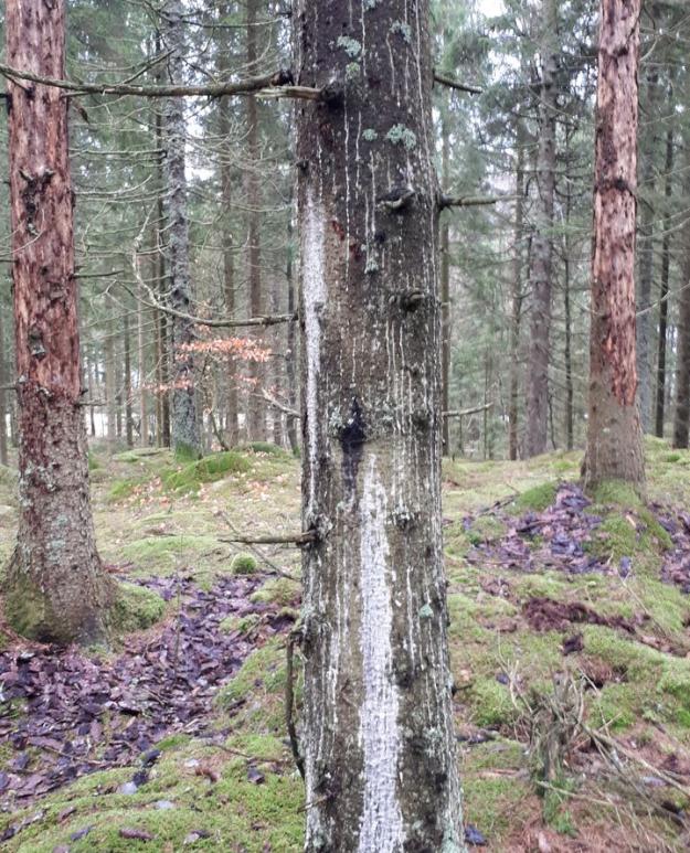 Kådrinning på torkstressad gran. I bakgrunden granar dödade av angrepp av granbarkborre.