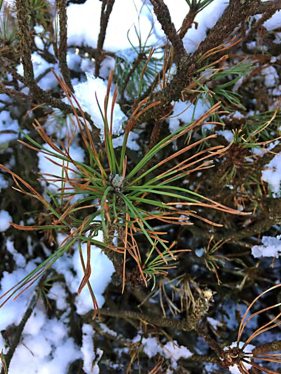 En svampsjukdom som angriper tall har för första gången upptäckts i Sverige av forskare vid SLU. Fynden har gjorts på bergtall.